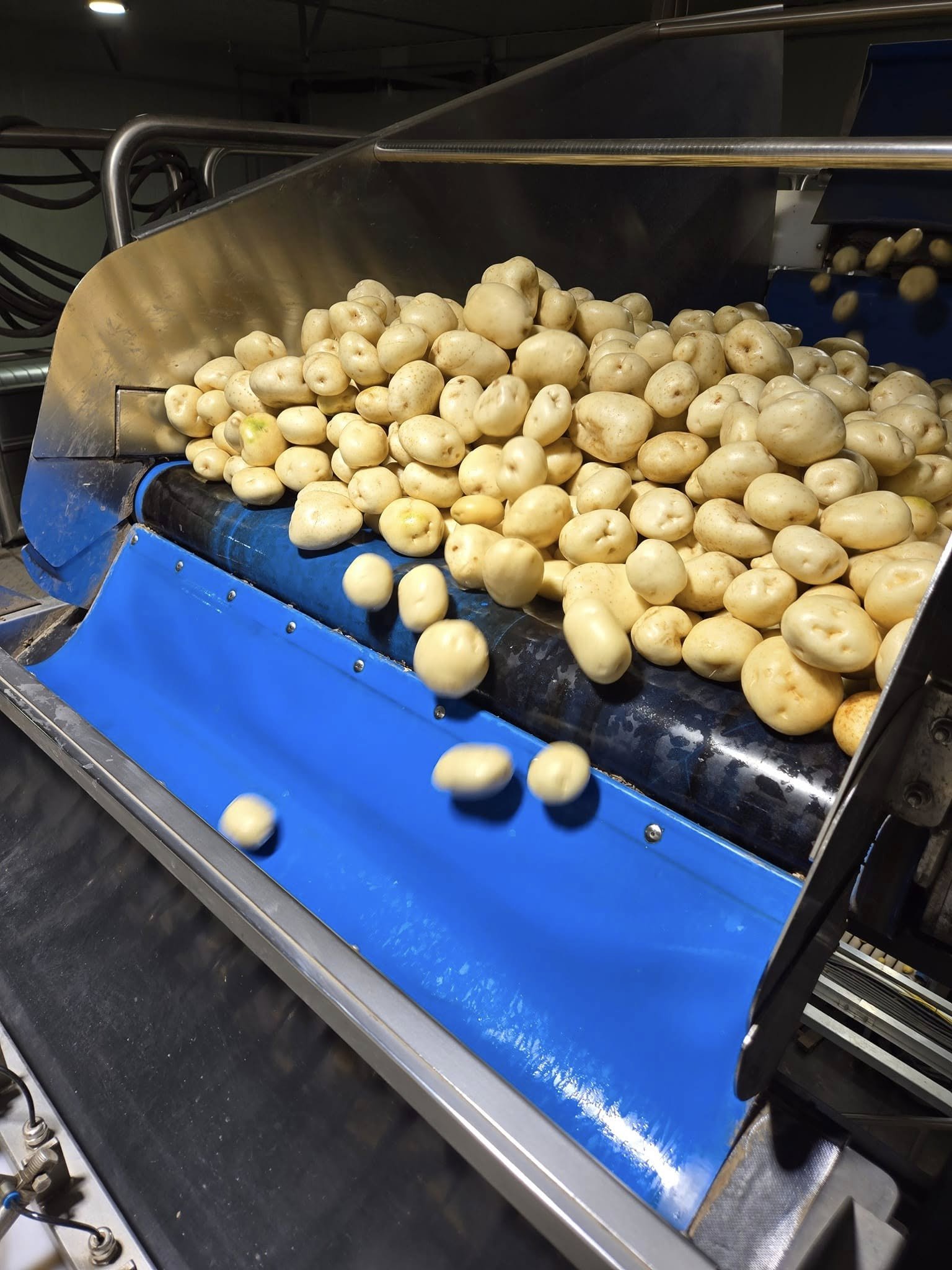 Modernisation patate